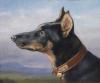 Carl Reichert   Portrait eines Dobermann  1916