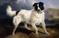 A portrait of Neptune sir edwin landseer