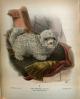 Anonyme  Intitulé bichon mexicain   1873