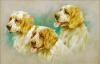 Arthur  Wardle   Clumber spaniels