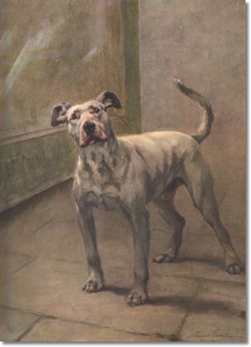 Bull terrier  by Maud Earl
