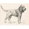 Arthur  Wardle  1864-1949  Magnifique otter hound