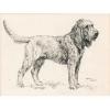 Arthur  Wardle  1864-1949  Magnifique otter hound
