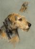 Arthur  Wardle  Airedale terrier