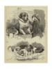 Charles-Burton Barber  1845-1894   The St Bernard club dog show