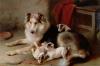 Walter Hunt  Collie with fox terrier pups