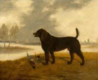 Cooper edwin portrait of a water spaniel with dead