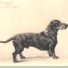 Dachshund by Maud Earl