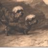 Dandie dinmont terriers by Maud Earl