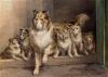 Edmund  Osthaus 1858-1928   A collie and her puppies