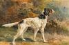 Edmund Osthaus   An english setter