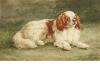 Edmund Osthaus    Blenheim cavalier king charles spaniel