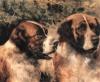 Edmund Osthaus    Pair of saint bernard