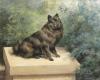 Edmund  Osthaus   Portrait of a schipperke