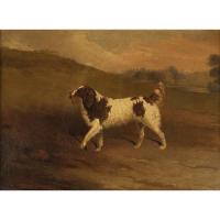 Edwin cooper 1785 1833 english water spaniel