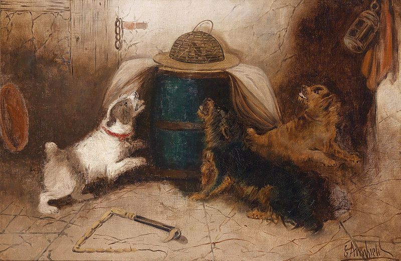 George Armfield three dogs barking at a mouse