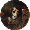 George Earl a beagle in a thicket