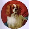 George earl a blenheim cavalier king charles spaniel