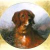 George Earl a red setter