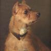 George Earl a terrier