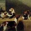 George Earl brocklesby foxhounds scornful prudence rosebud and poesy