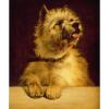 George Earl cairn terrier