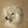 George Earl lady jane a pomeranian