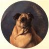 George Earl portrait of queeny a pug