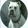 George Earl portrait of the champion english bulldog michael the archangel