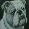 George Earl portraits of bulldogs