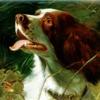 George Earl springer spaniel