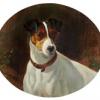 George Earl trimmer a smooth fox terrier