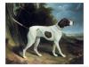 George Garrard  Portrait of a liver and white pointer