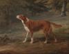 George Garrard  1760-1826  Ranger a setter the property of Elizabeth Gray