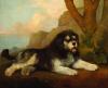 George Stubbs      A rough dog also known as a shepherd's dog from the south of France     1724-1806  Chien de berger français mystérieux ?