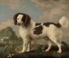 George Stubbs     Brown and white Norfolk or water spaniel   1778   Magnifique race d'épagneul d'eau anglais malheureusement éteinte aujourd'hui