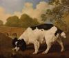 George Stubbs      Faddle a black and white spaniel belonging to Sir John Nelthorpe   1792