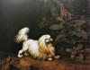 George Stubbs   Lady Archer's maltese terrier   1724-1806