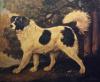 George Stubbs      Portrait of a newfound land dog property of  the Duke of York    1803