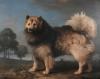 George Stubbs    Turk a dog belonging the Duke of Rutland   1778