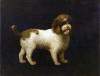 George Stubbs    Water spaniel    1769   Joli barbet anglais appelé à l'époque water spaniel