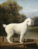 George Stubbs     white poodle in a punt   1780   Un caniche avec encore une morphologie et un poil de barbet mais le fouet est coupé