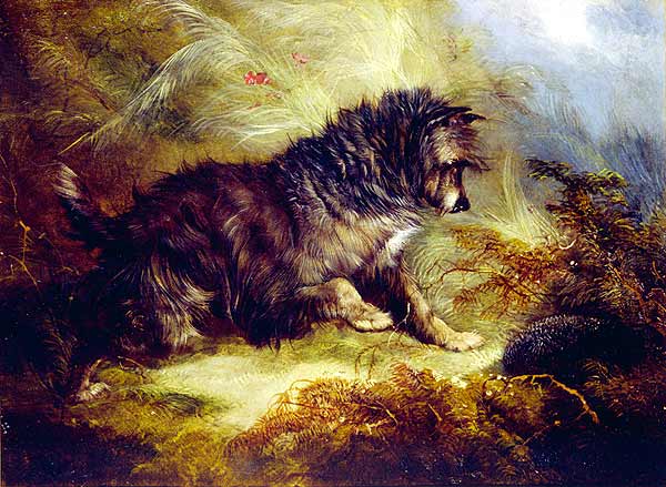 George Armfield a terrier and a hedgehog
