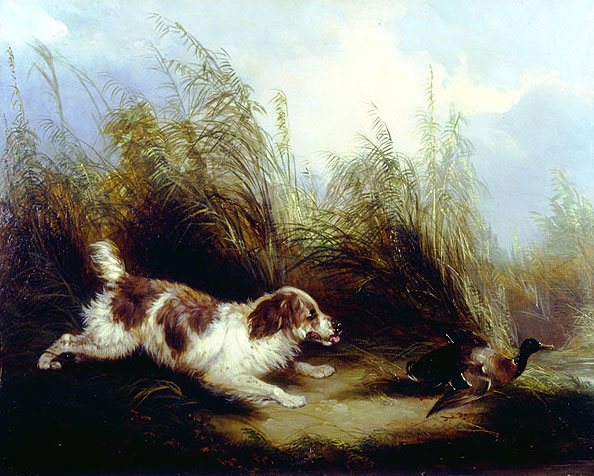 George Armfield spaniel flushing mallard