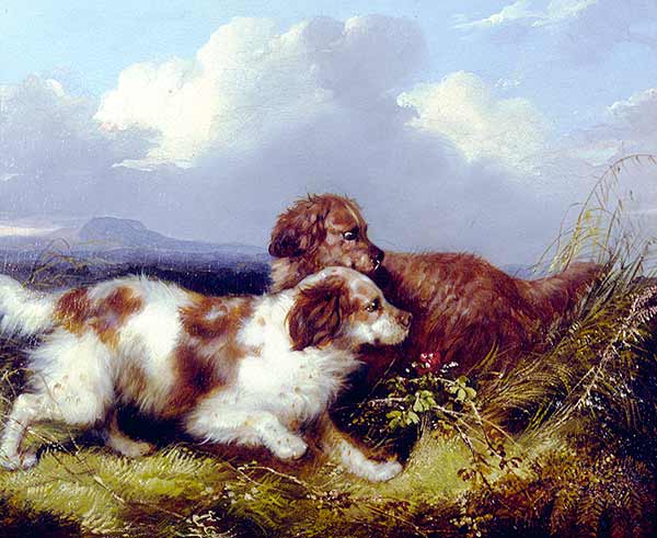 George Armfield spaniels flushing game