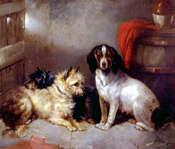 George Armfield terriers and hound