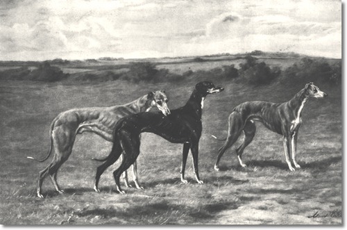 Greyhounds by Maud Earl