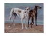 Gustave Courbet   Les greyhounds du comte de choiseul 1866
