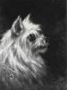 Henry Collins-Bispham 1841-1882  Head of a terrier