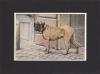 Louis-Agassiz Fuertes    1874-1927   Mastiff